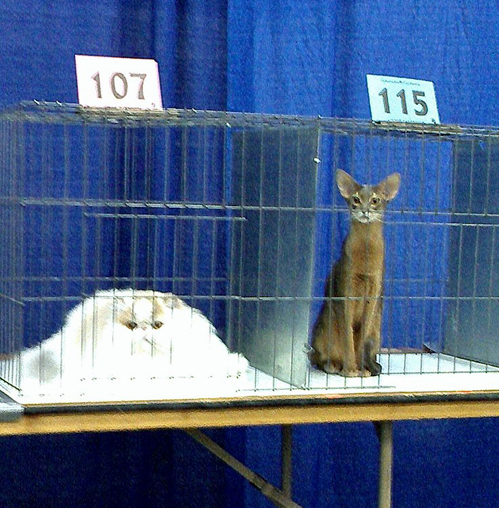 Dumpcat vs. Tall cat
